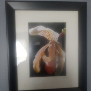 Framed Flower Photo signed by D Plane